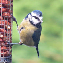 Load image into Gallery viewer, Blue Tit perching on a peanut feeder