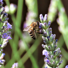 Load image into Gallery viewer, A bee feeding off lavender.
