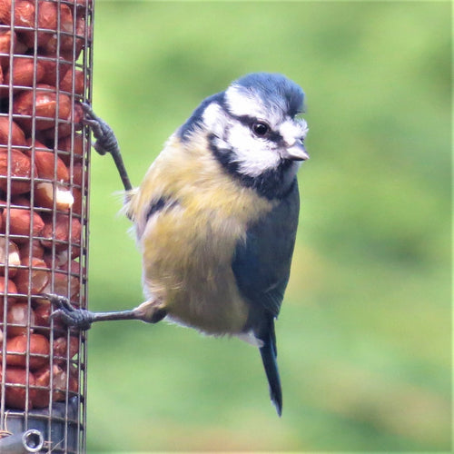 Blue Tit perching on a peanut feeder