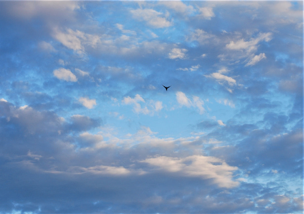 A bird flying in a blue, cloudy sky