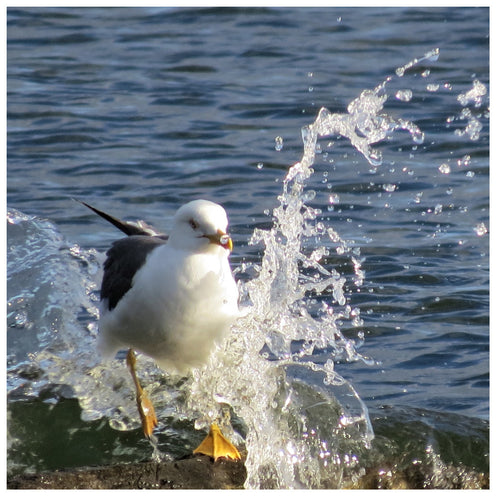 A grumpy looking seagull splashed by waves at the waters edge.