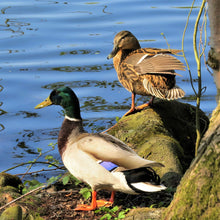 Load image into Gallery viewer, A pair of ducks sitting at the waters edge.
