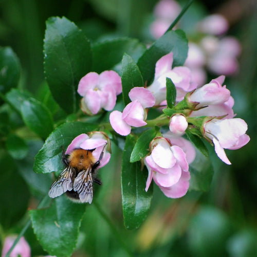 A bee feeding from apple blossom.