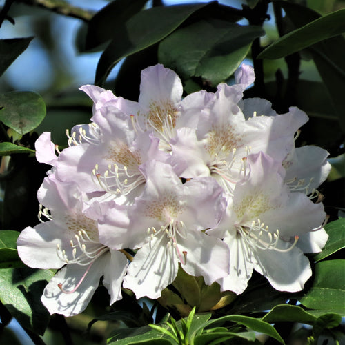 Pale pink Rhododendron blossom