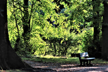 Load image into Gallery viewer, Peaceful scene of the sun shining through trees onto a park bench.
