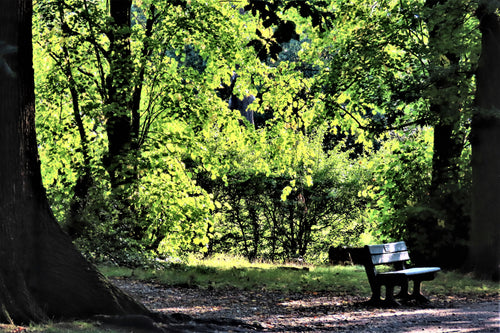 Peaceful scene of the sun shining through trees onto a park bench.