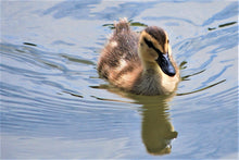 Load image into Gallery viewer, A swimming duckling.
