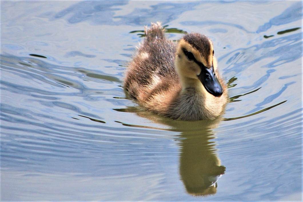 A swimming duckling.