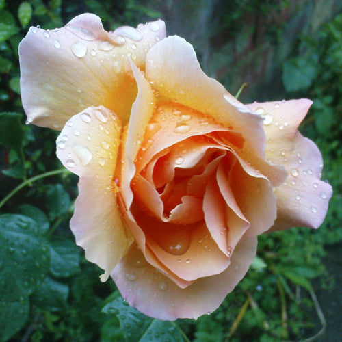 Raindrops of a peach-coloured rose