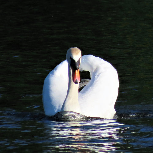 A swan with refection in shimmering water.