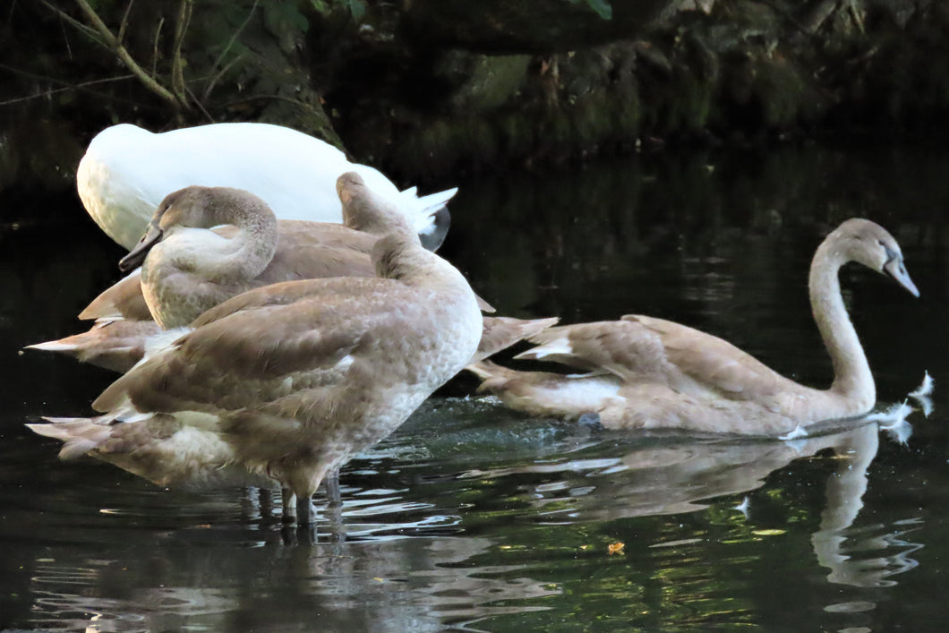 SWAN SPA